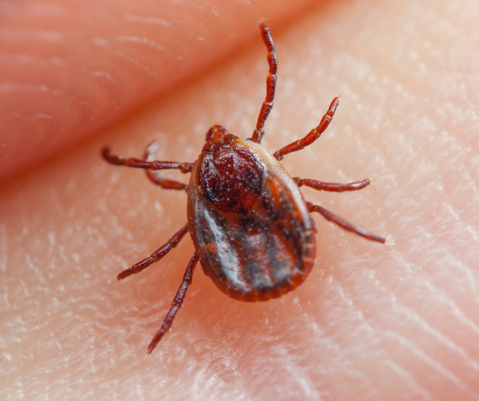 why-do-ticks-bite-humans